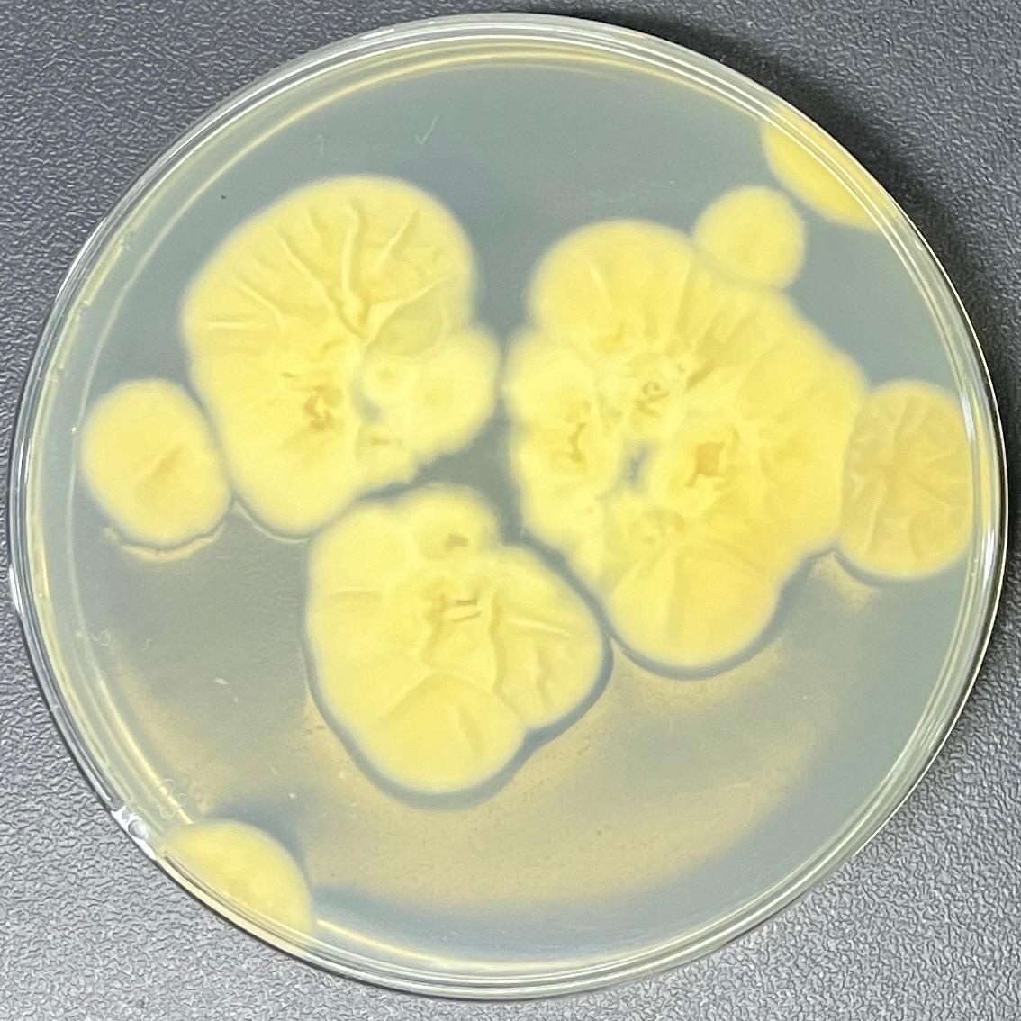 Lecanicillium antillanum-伟业计量