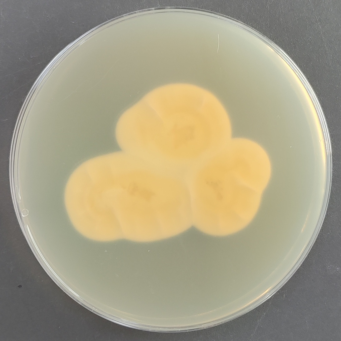 Gamszarea testudinea-伟业计量