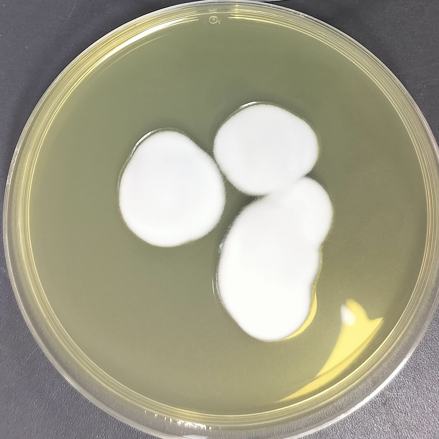 Lecanicillium araneicola-伟业计量