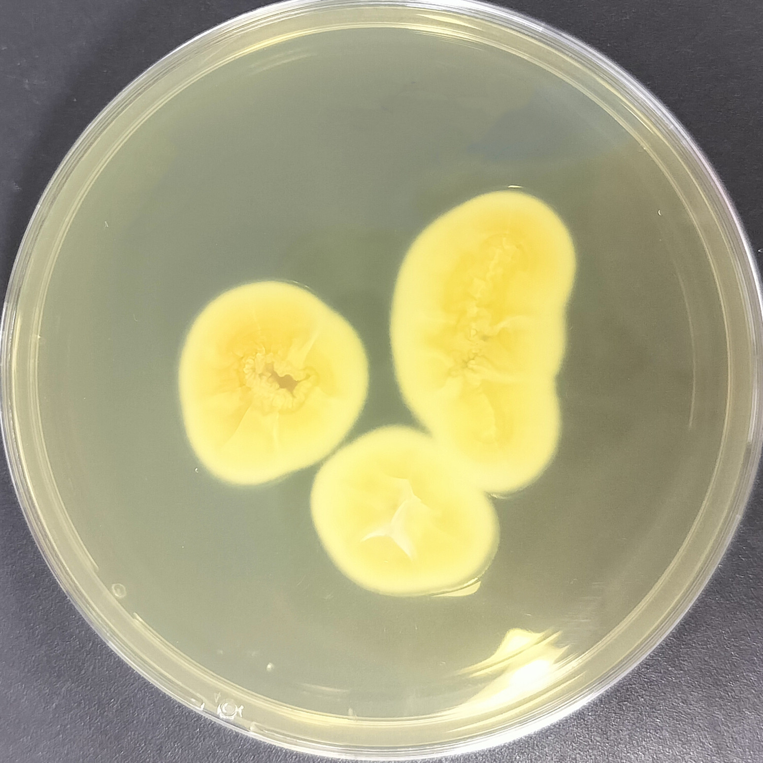 Lecanicillium araneicola-伟业计量