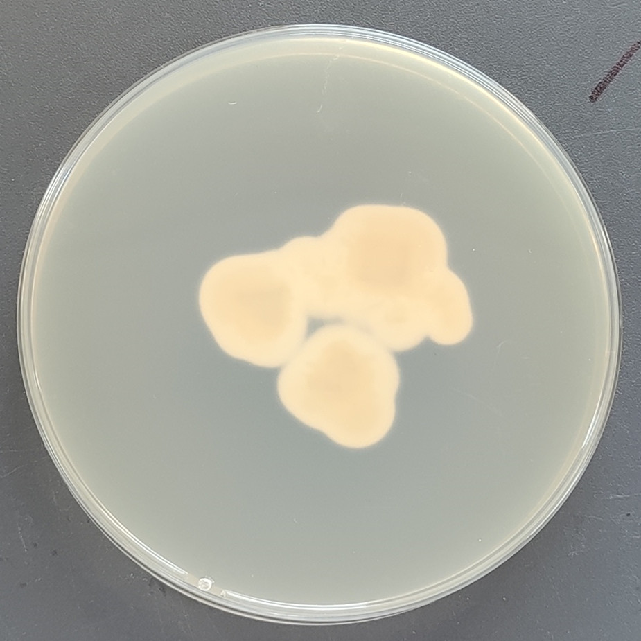 Gamszarea kalimantanensis-伟业计量