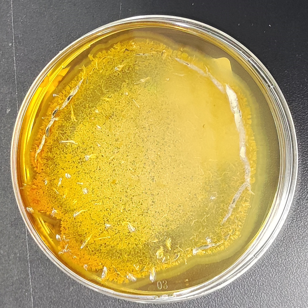 Perennicordyceps ryogamiensis-伟业计量