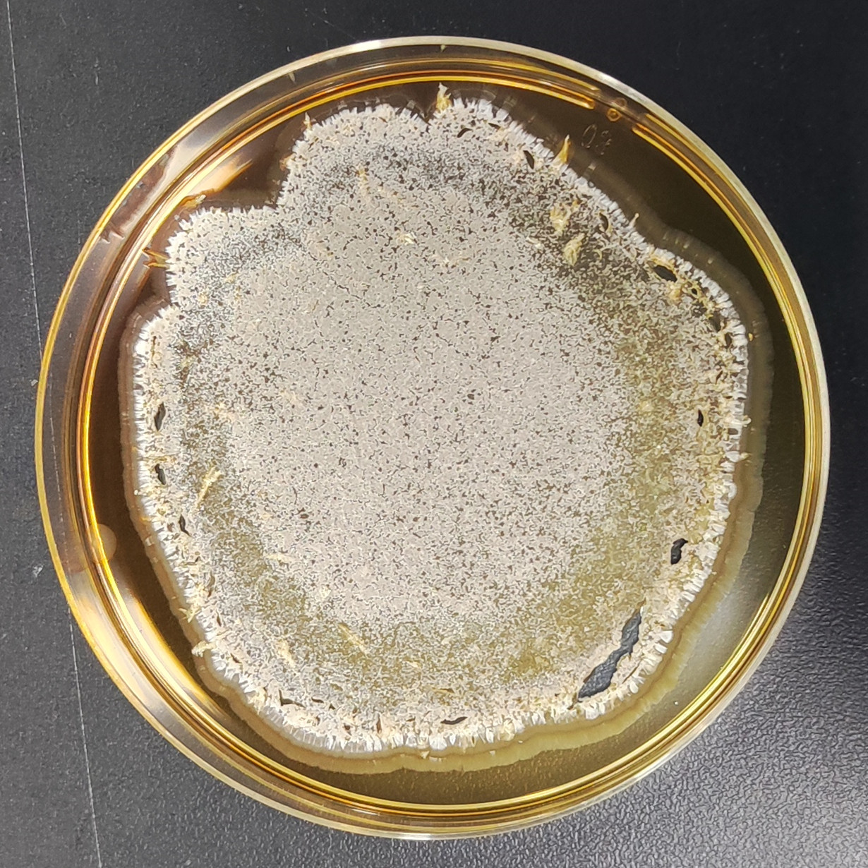 Perennicordyceps ryogamiensis-伟业计量