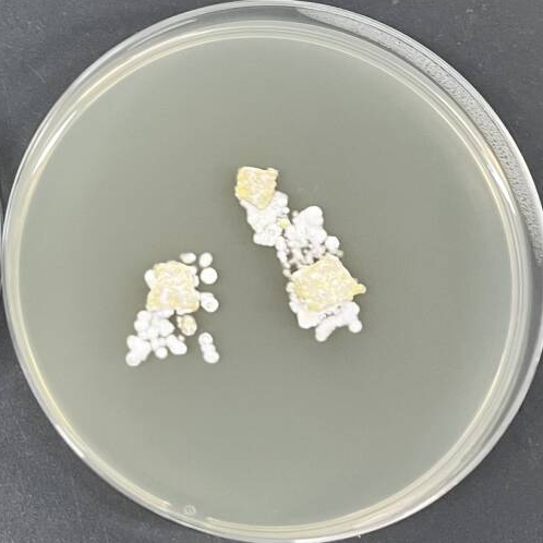 Blistum tomentosum-伟业计量