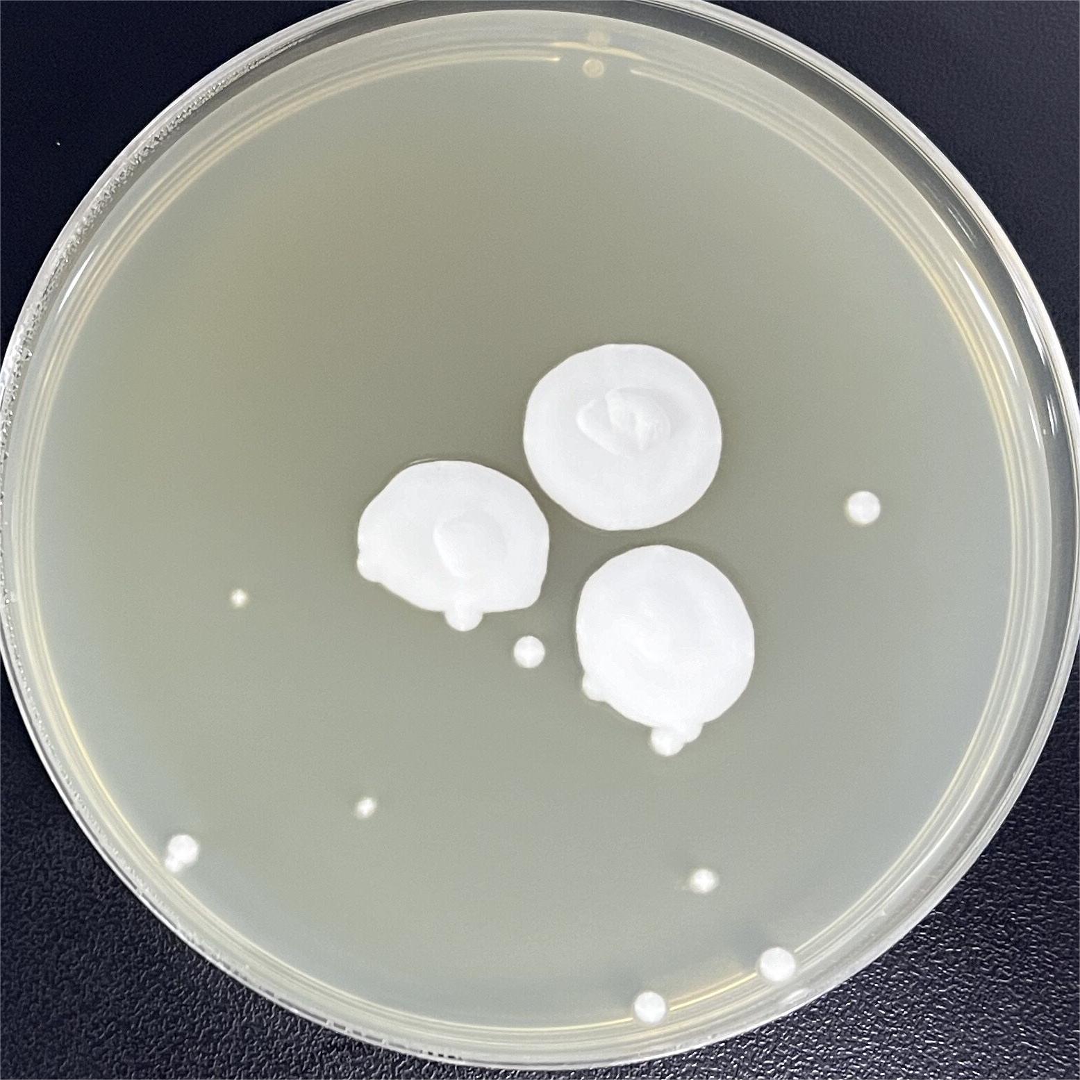 Akanthomyces lecanii-伟业计量