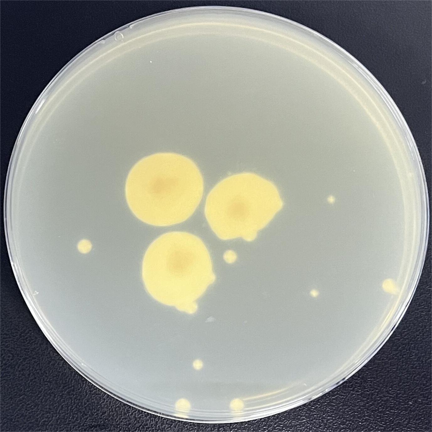 Akanthomyces lecanii-伟业计量