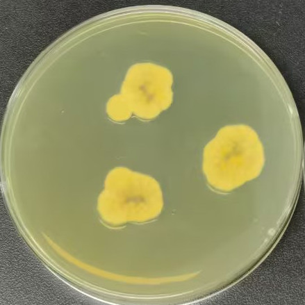 Emericella purpurea-伟业计量