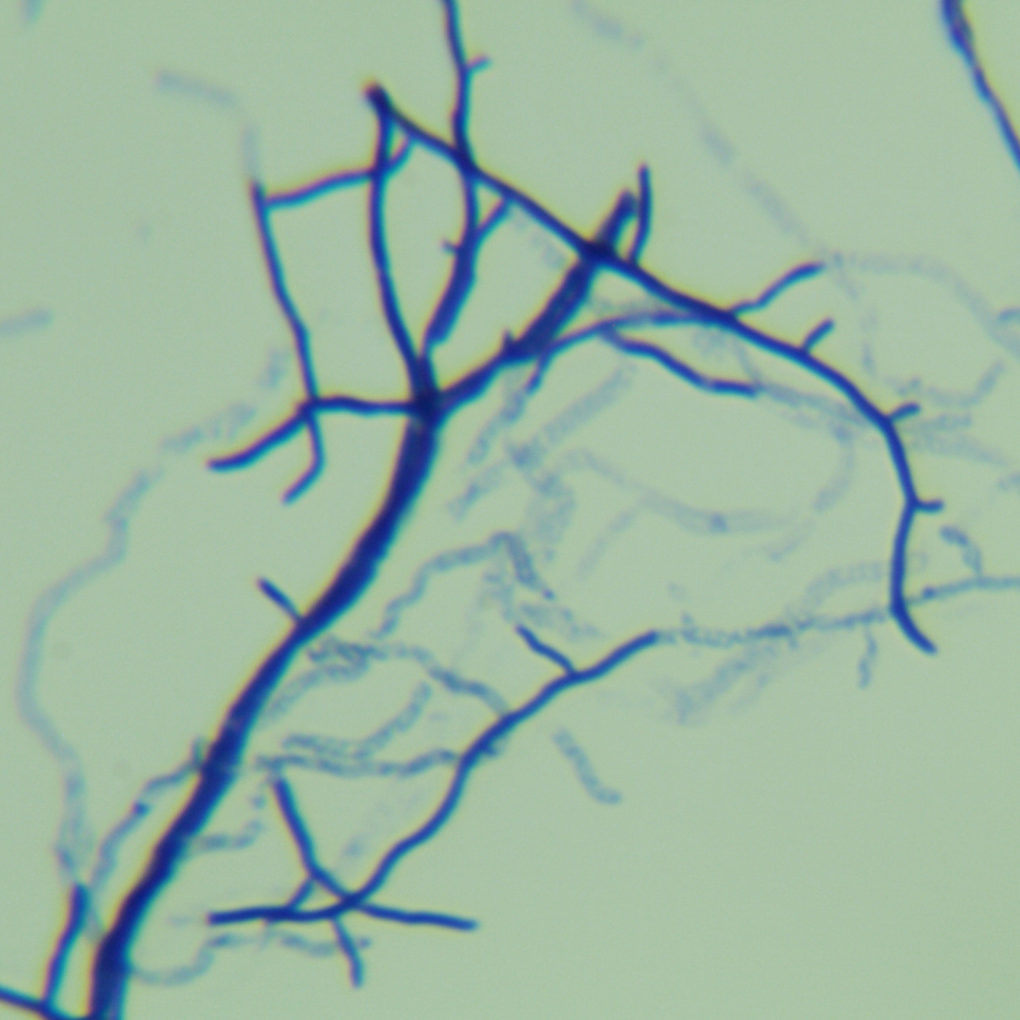 Streptomyces ribosidificus-伟业计量