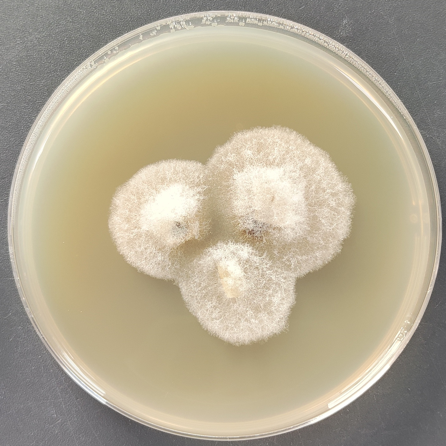 Sclerotium glucanicum-伟业计量