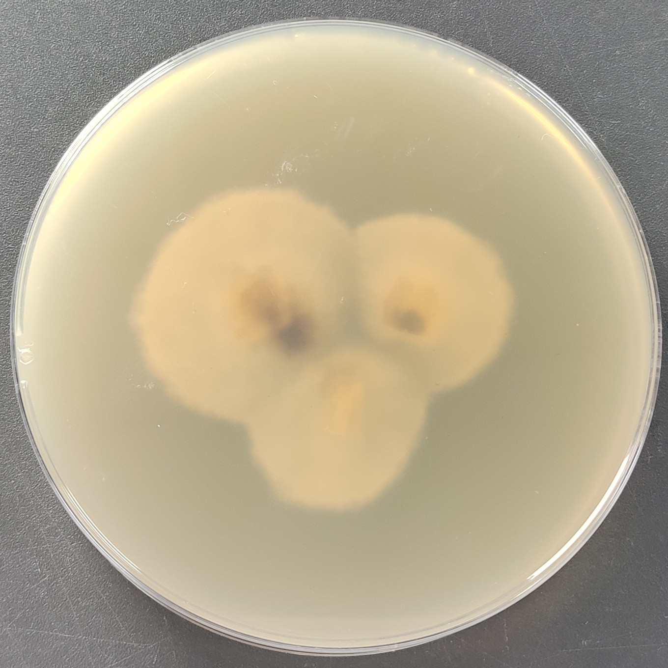 Sclerotium glucanicum-伟业计量