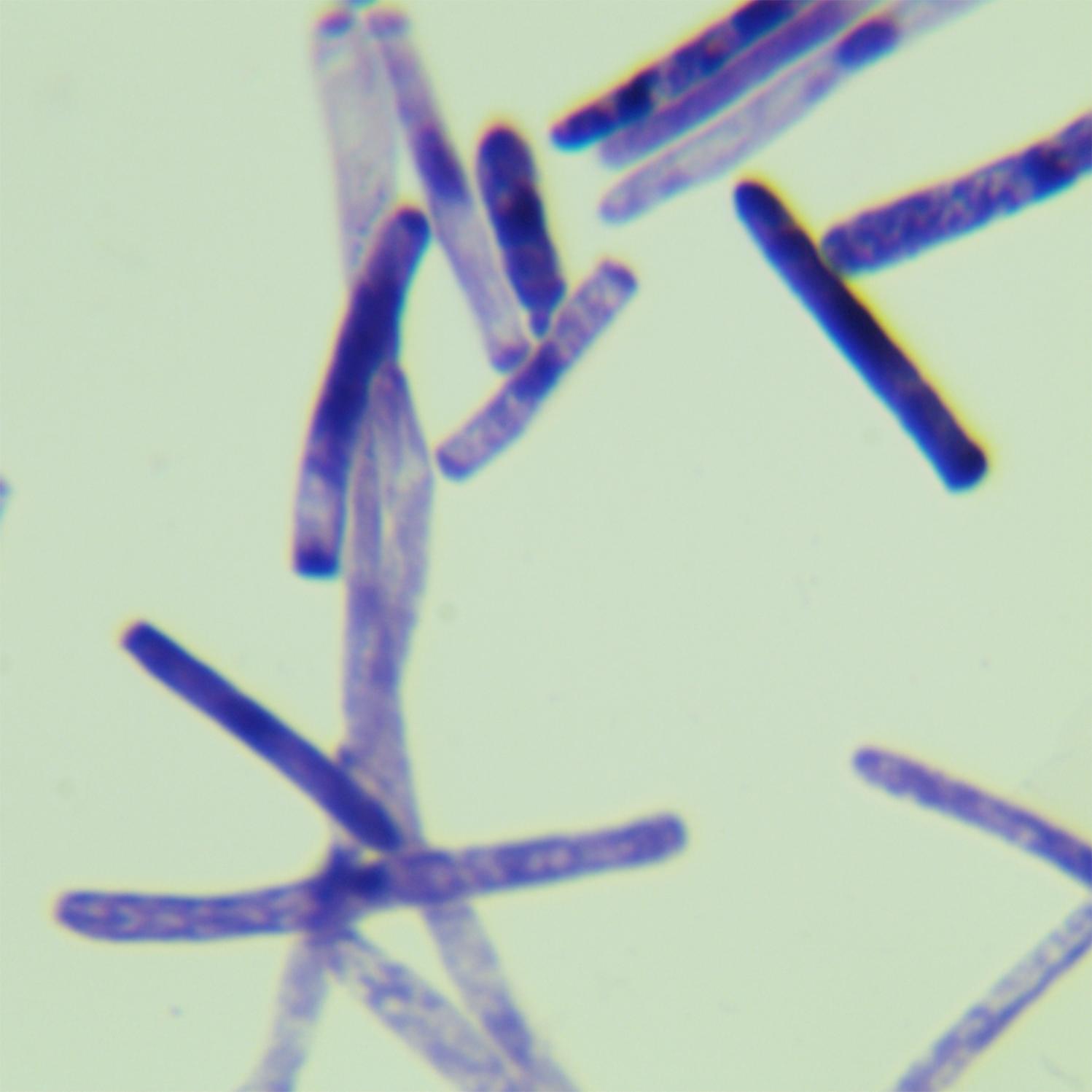 Geotrichum capitatum-伟业计量