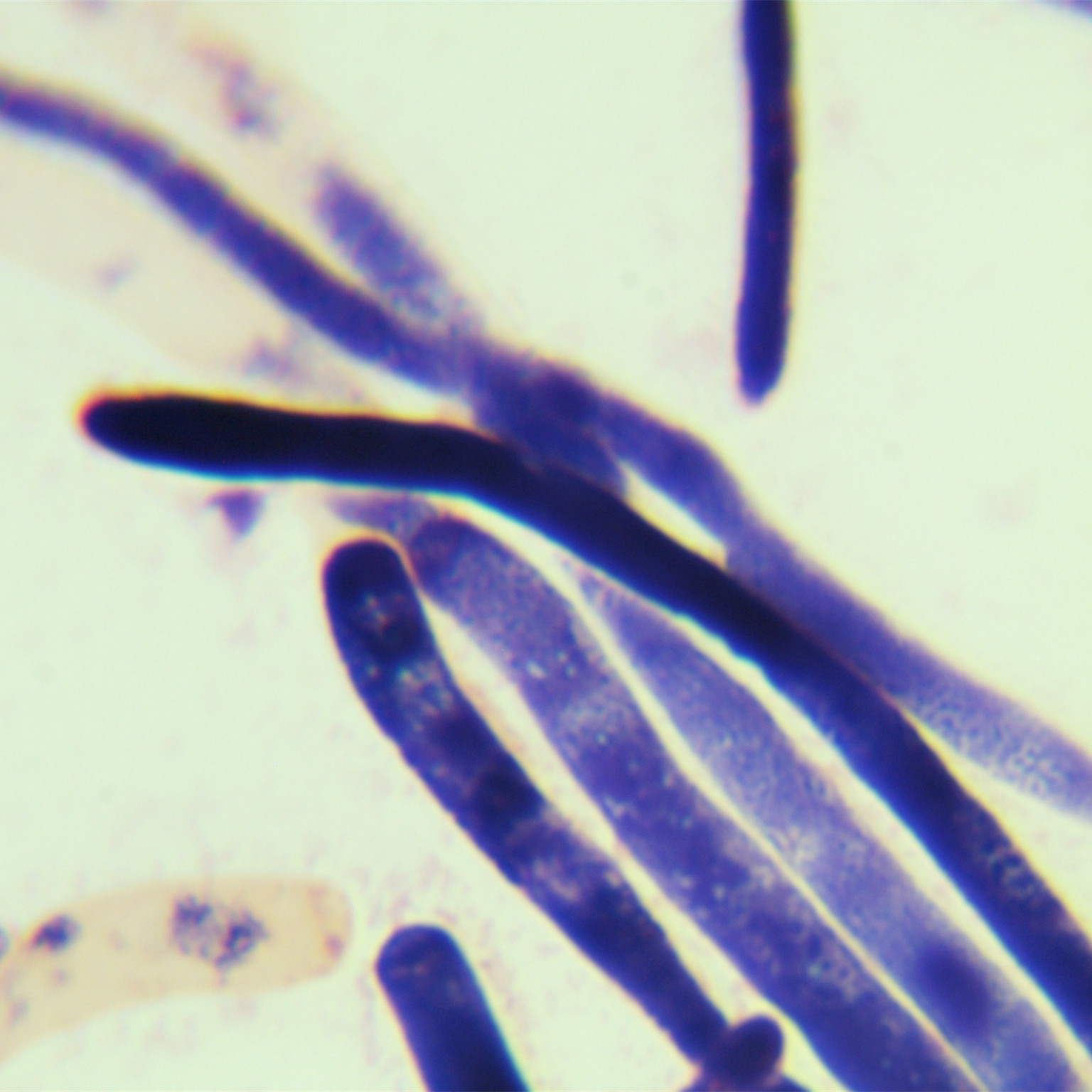Cutaneotrichosporon cutaneum-伟业计量