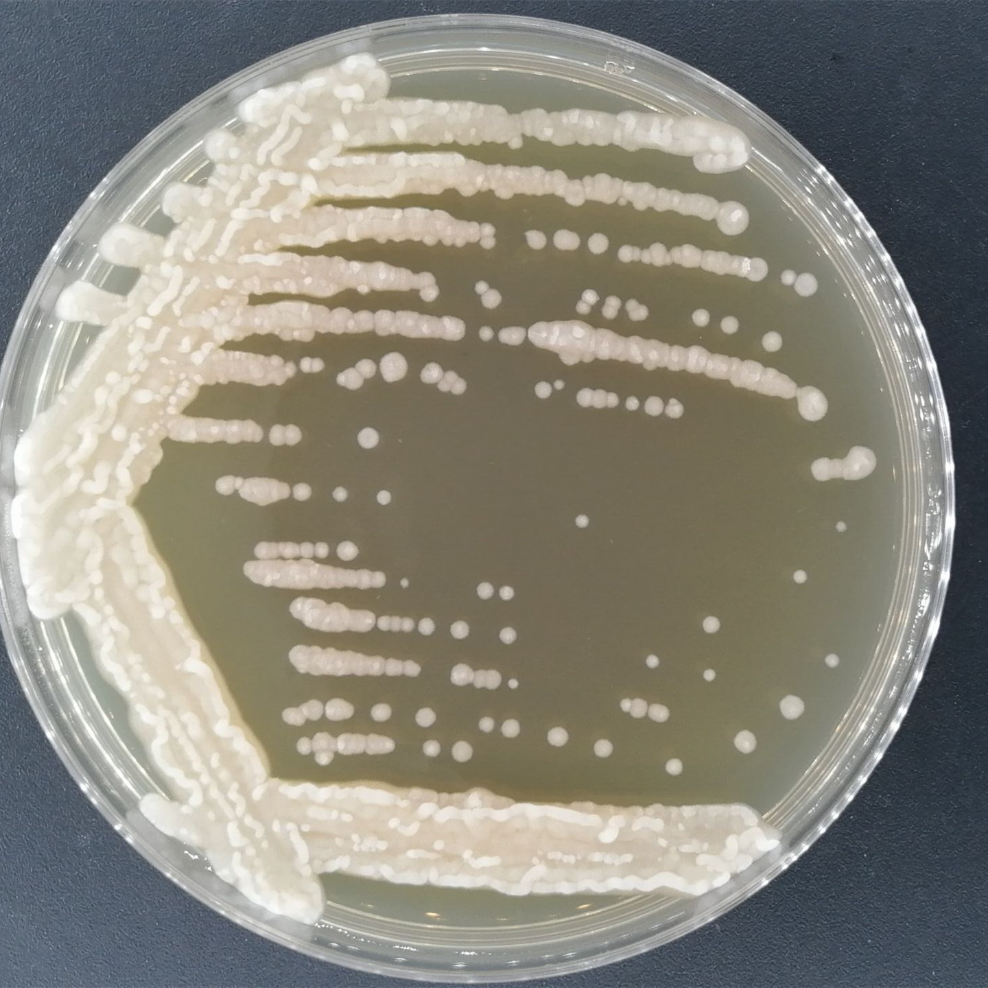 Cutaneotrichosporon cutaneum-伟业计量