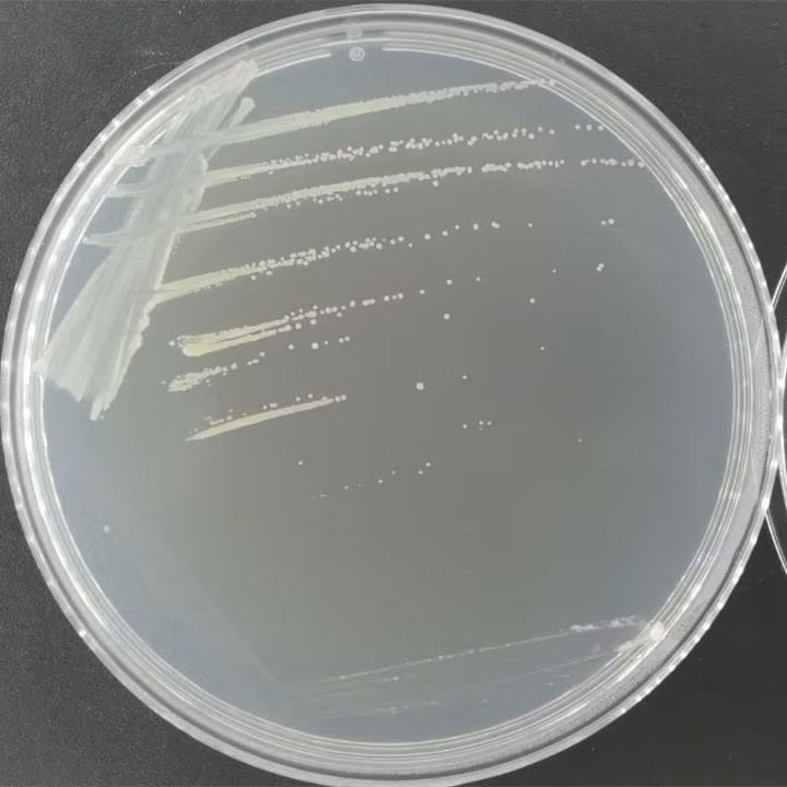 栖密歇根湖沉积物杆状菌-伟业计量