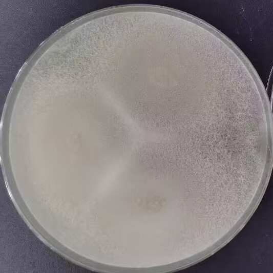 Gliocladium viride-伟业计量