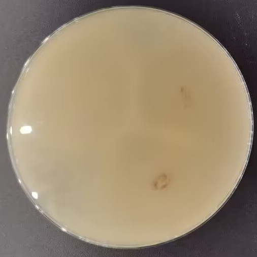 Gliocladium viride-伟业计量