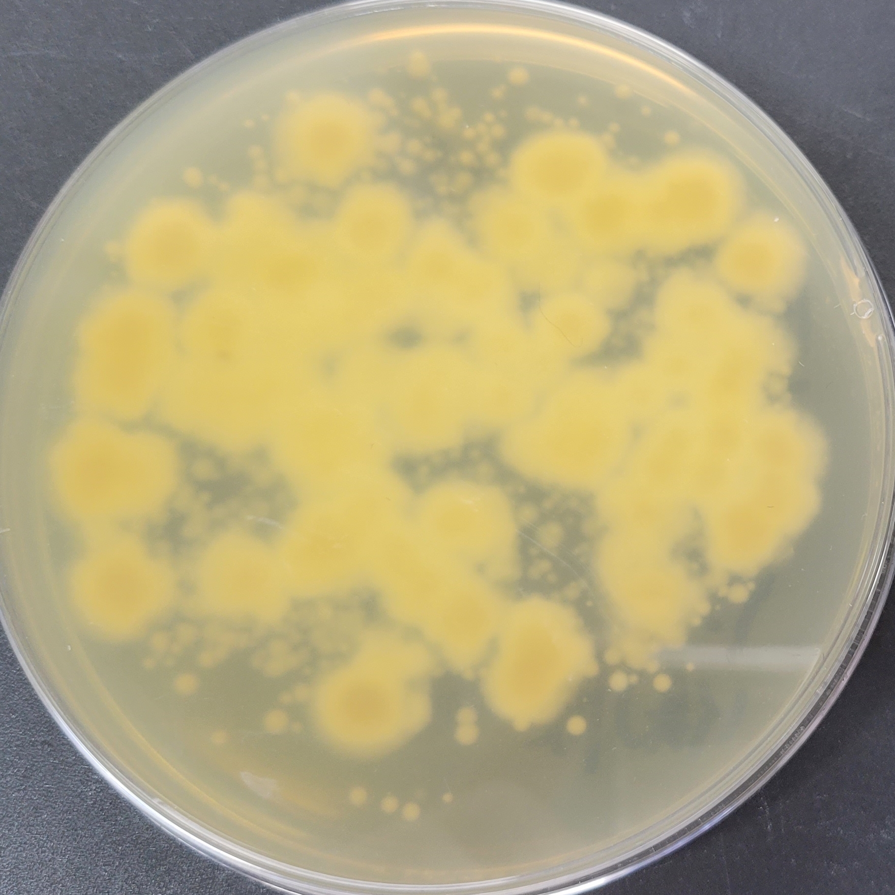 Purpureocillium atypicola (Yasuda) Spatafora et al.-伟业计量