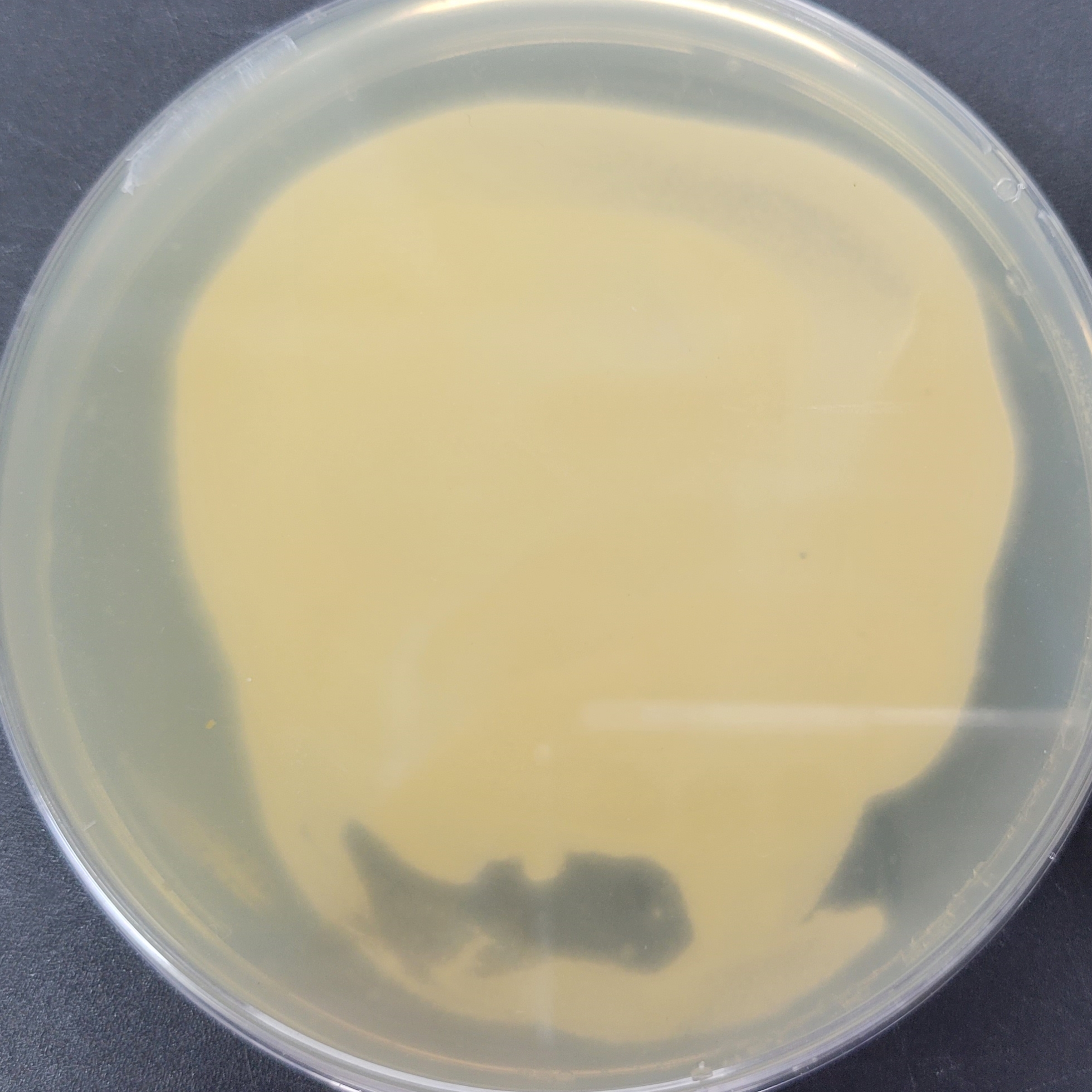 Purpureocillium takamizusanense S. Ban et al.-伟业计量