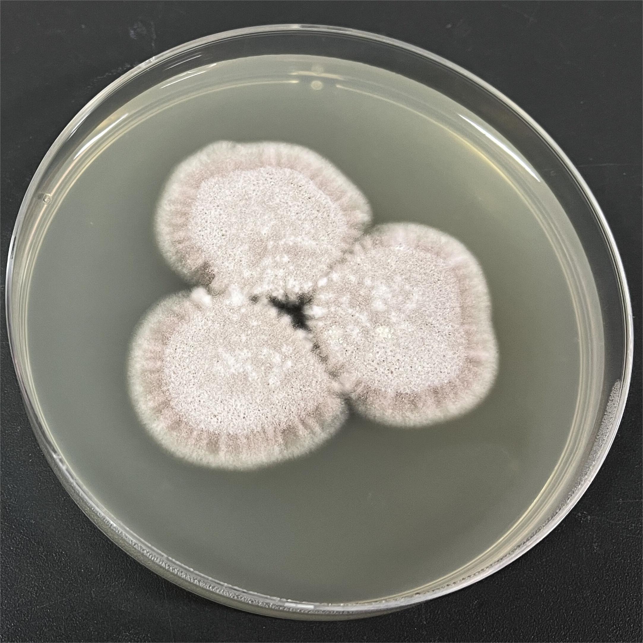 Purpureocillium takamizusanense S. Ban et al.-伟业计量