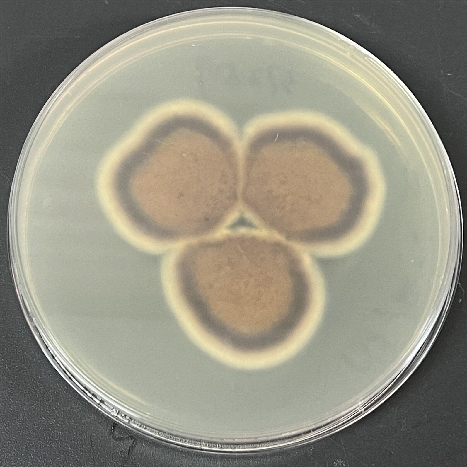 Purpureocillium takamizusanense S. Ban et al.-伟业计量