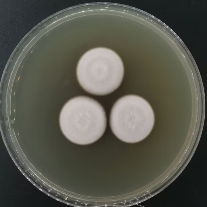 Purpureocillium takamizusanense S. Ban et al.-伟业计量
