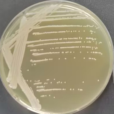 马克斯克鲁维酵母-伟业计量