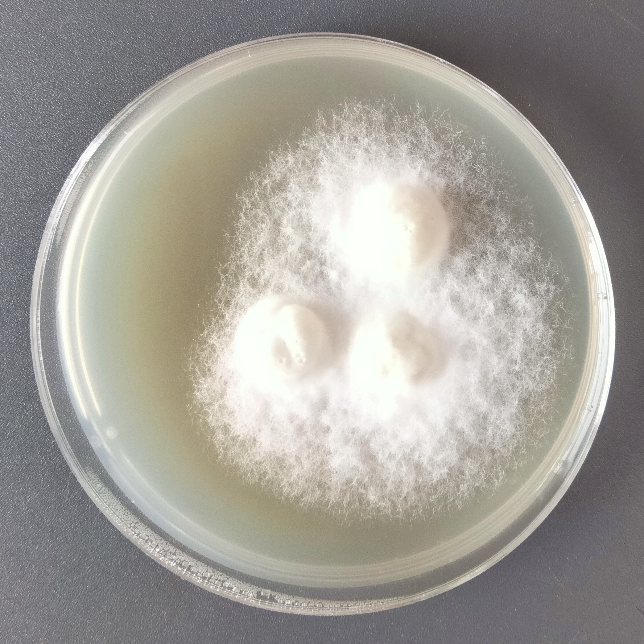 Purpureocillium atypicola-伟业计量