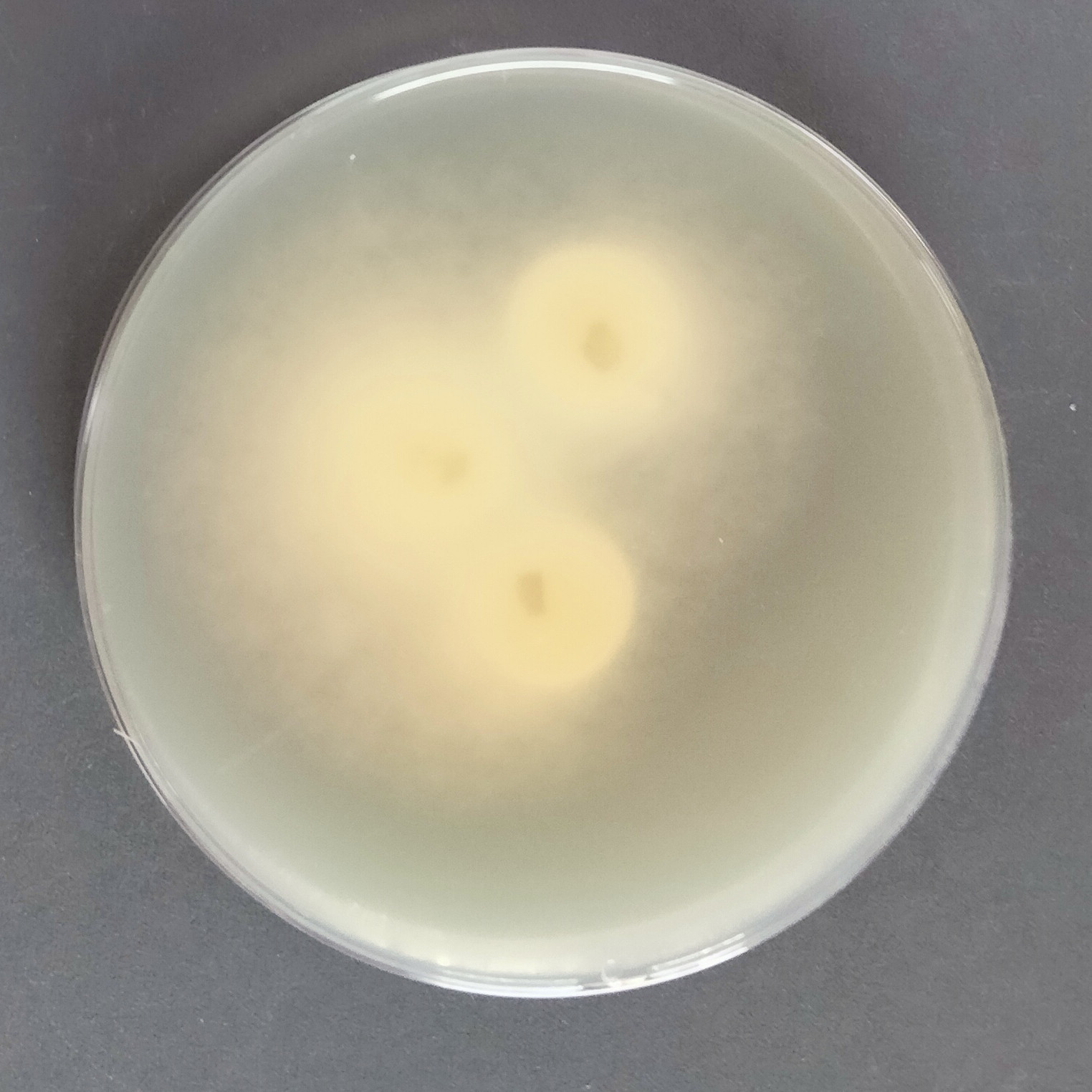 Purpureocillium atypicola-伟业计量
