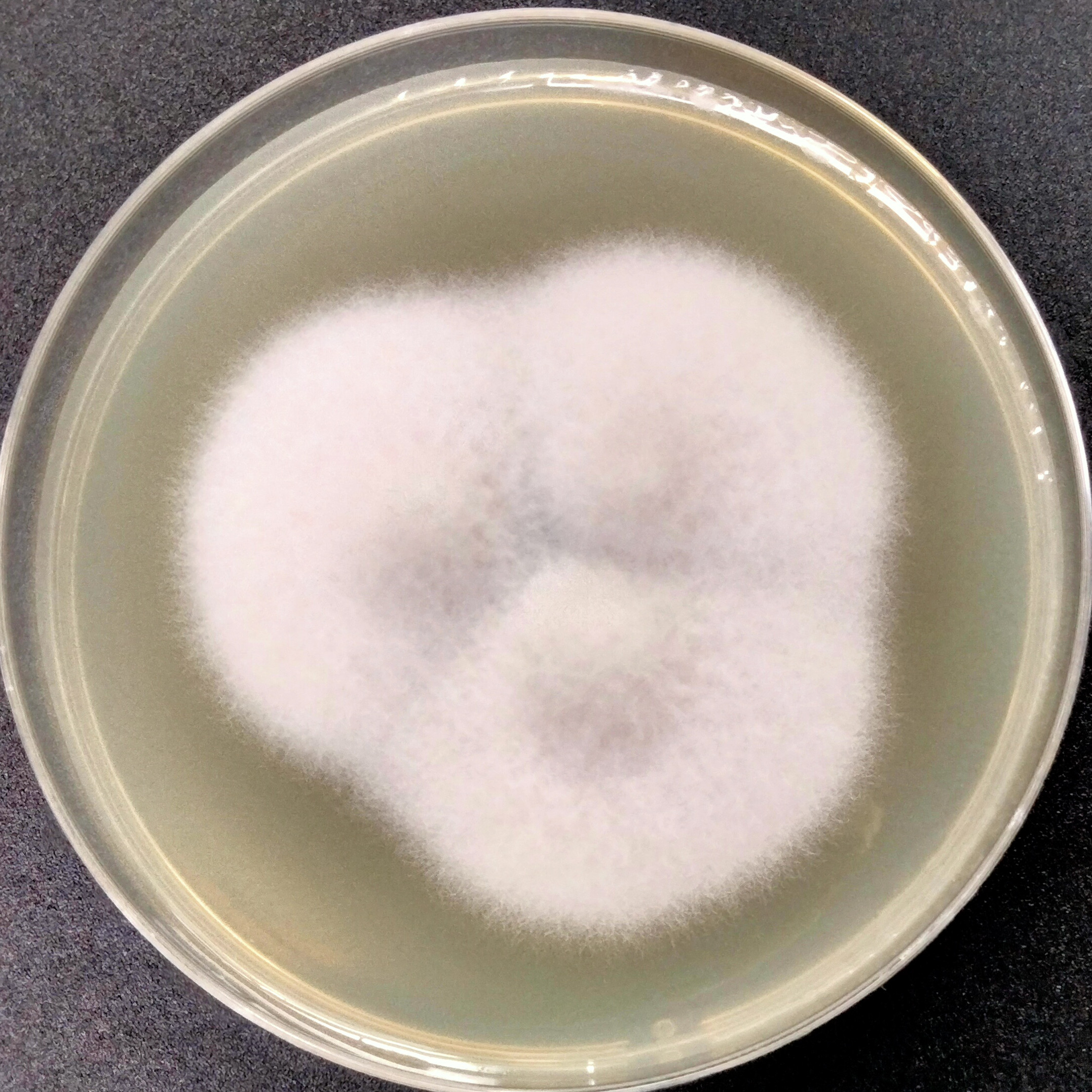 Pyrenophora tritici-repentis-伟业计量