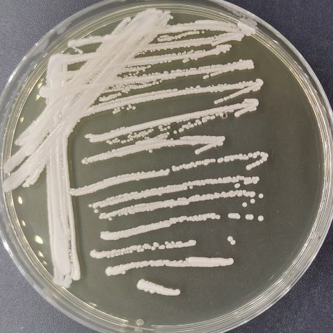 Candida metapsilosis-伟业计量