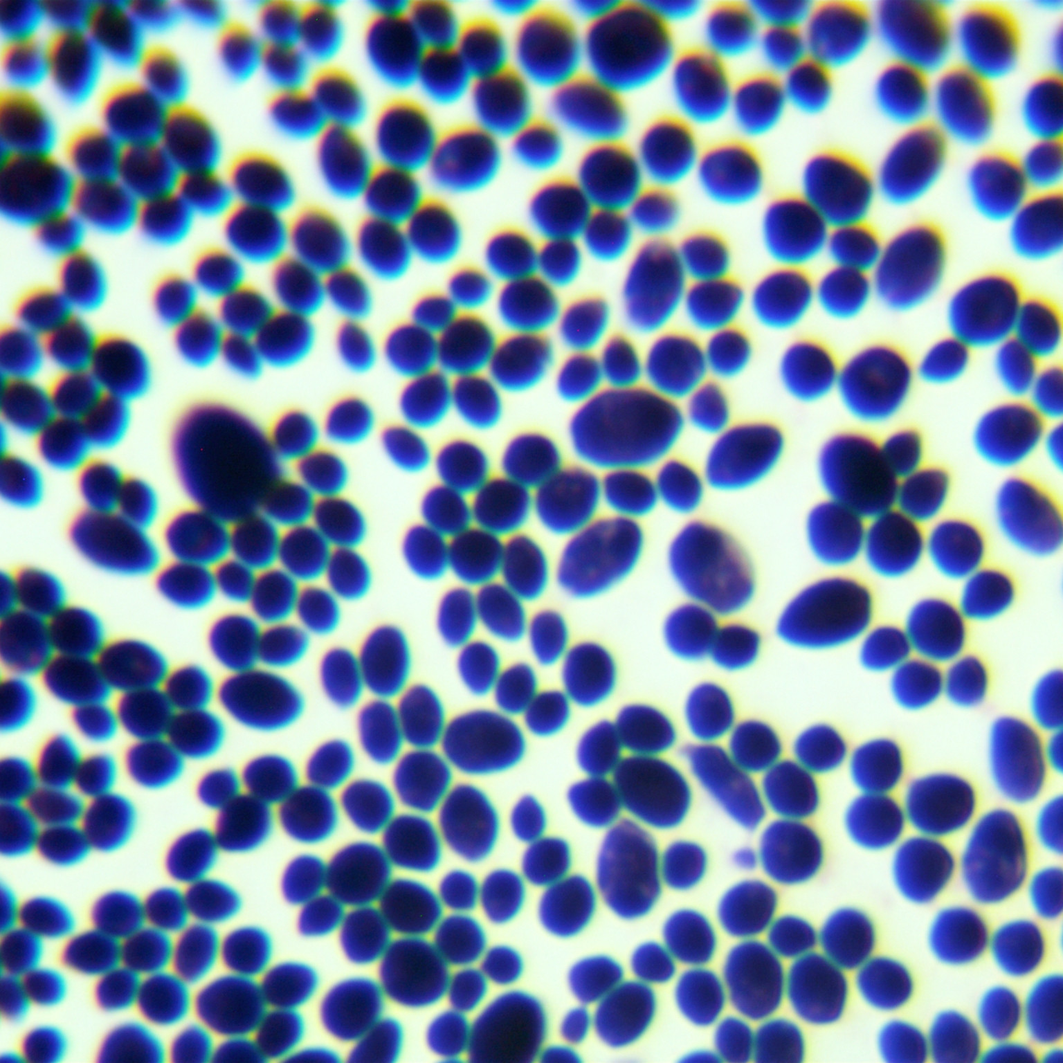 Candida metapsilosis-伟业计量