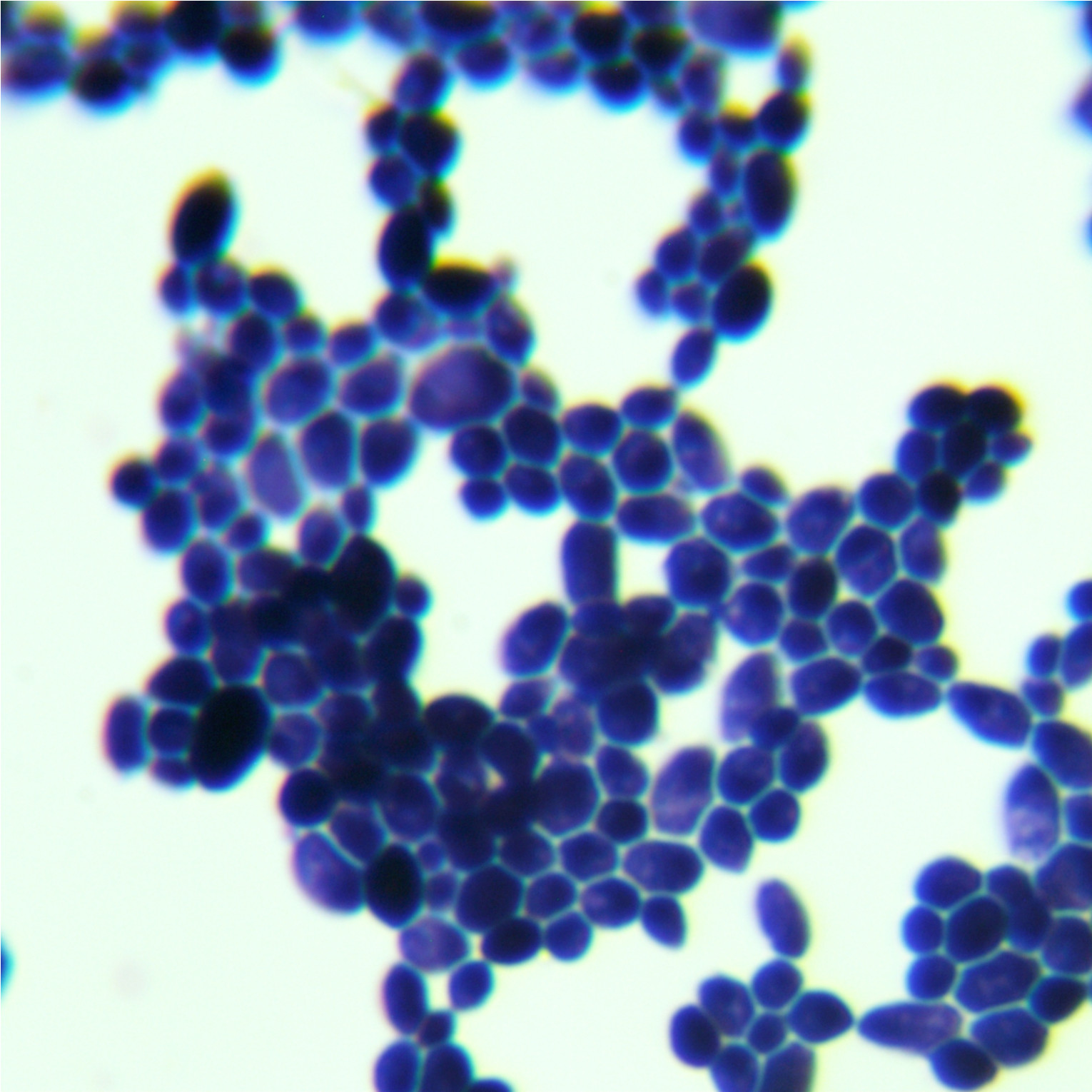 Candida metapsilosis-伟业计量