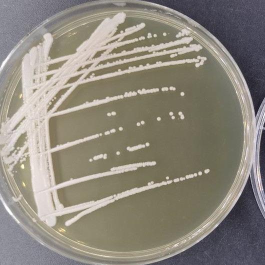 Candida metapsilosis-伟业计量