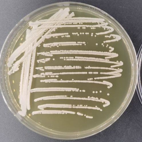 Candida metapsilosis-伟业计量