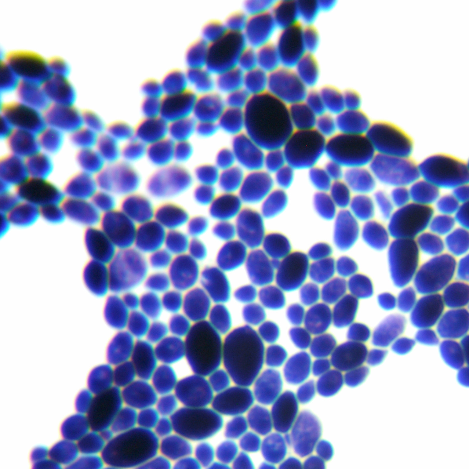 Candida metapsilosis-伟业计量