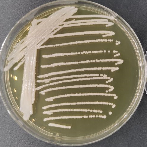 Candida metapsilosis-伟业计量