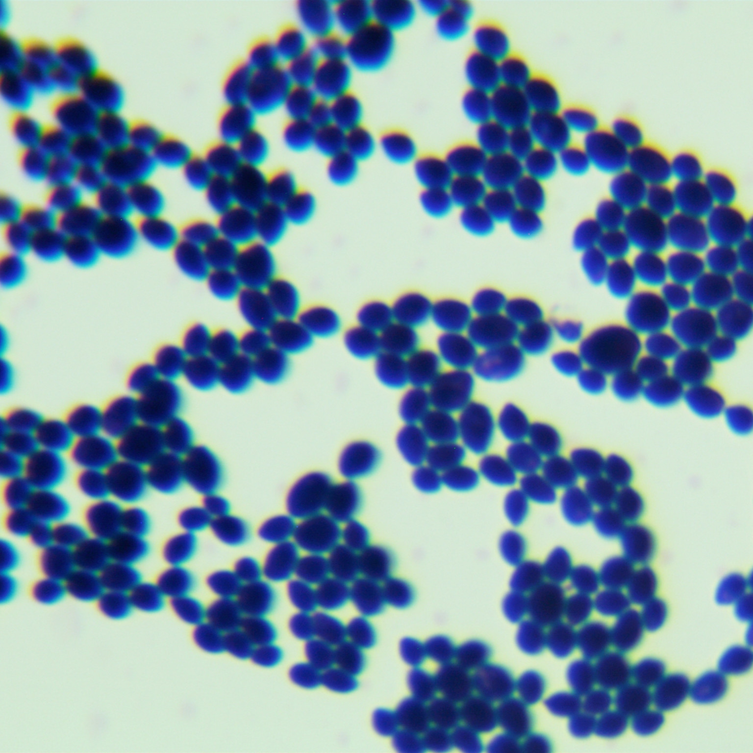 Candida metapsilosis-伟业计量