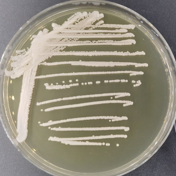 Candida metapsilosis-伟业计量