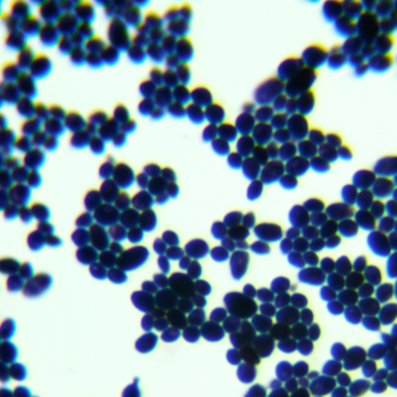Candida metapsilosis-伟业计量