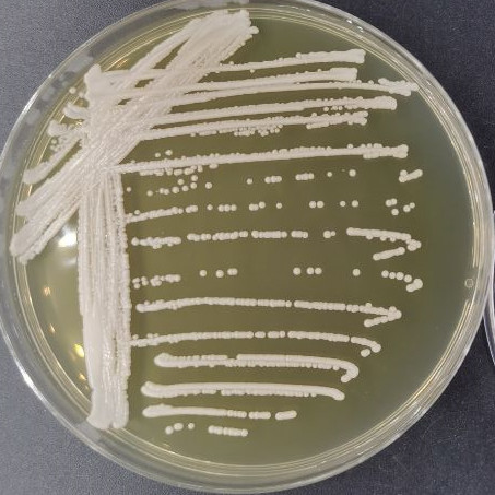 Candida metapsilosis-伟业计量