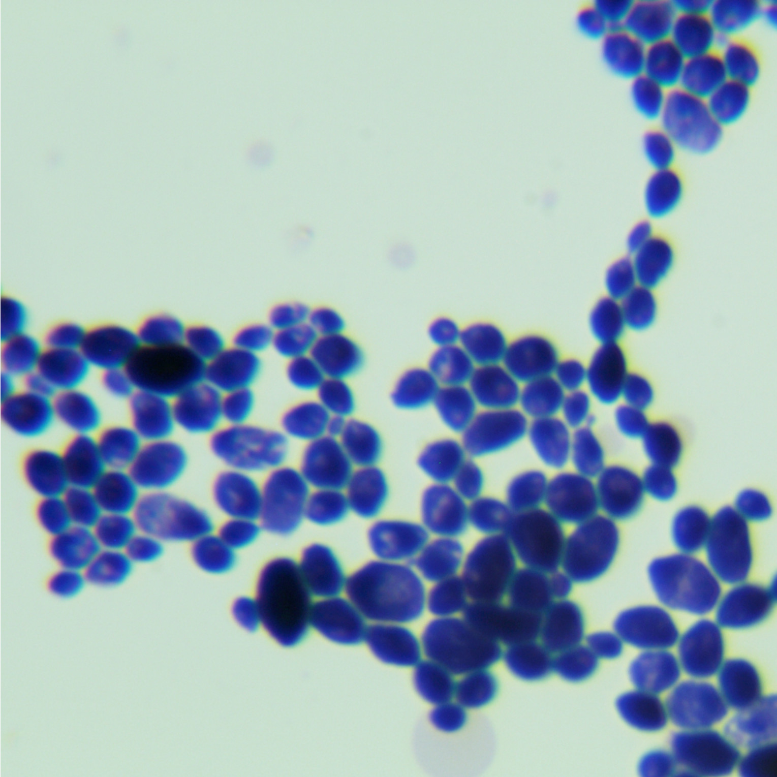Candida metapsilosis-伟业计量
