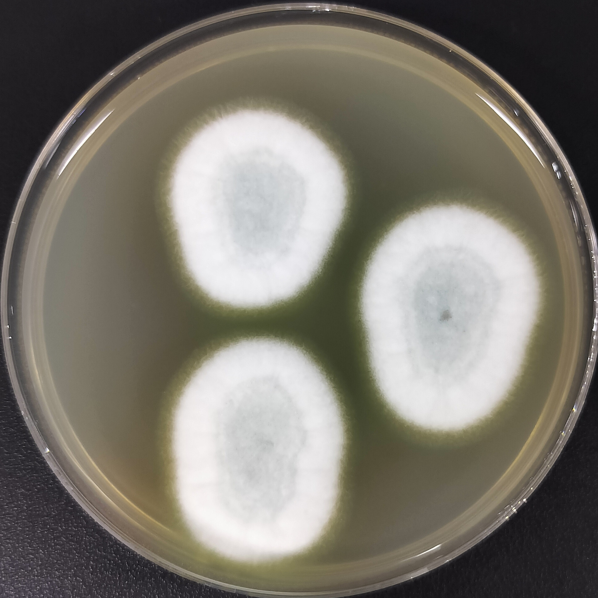 Aspergillus udagawae-伟业计量