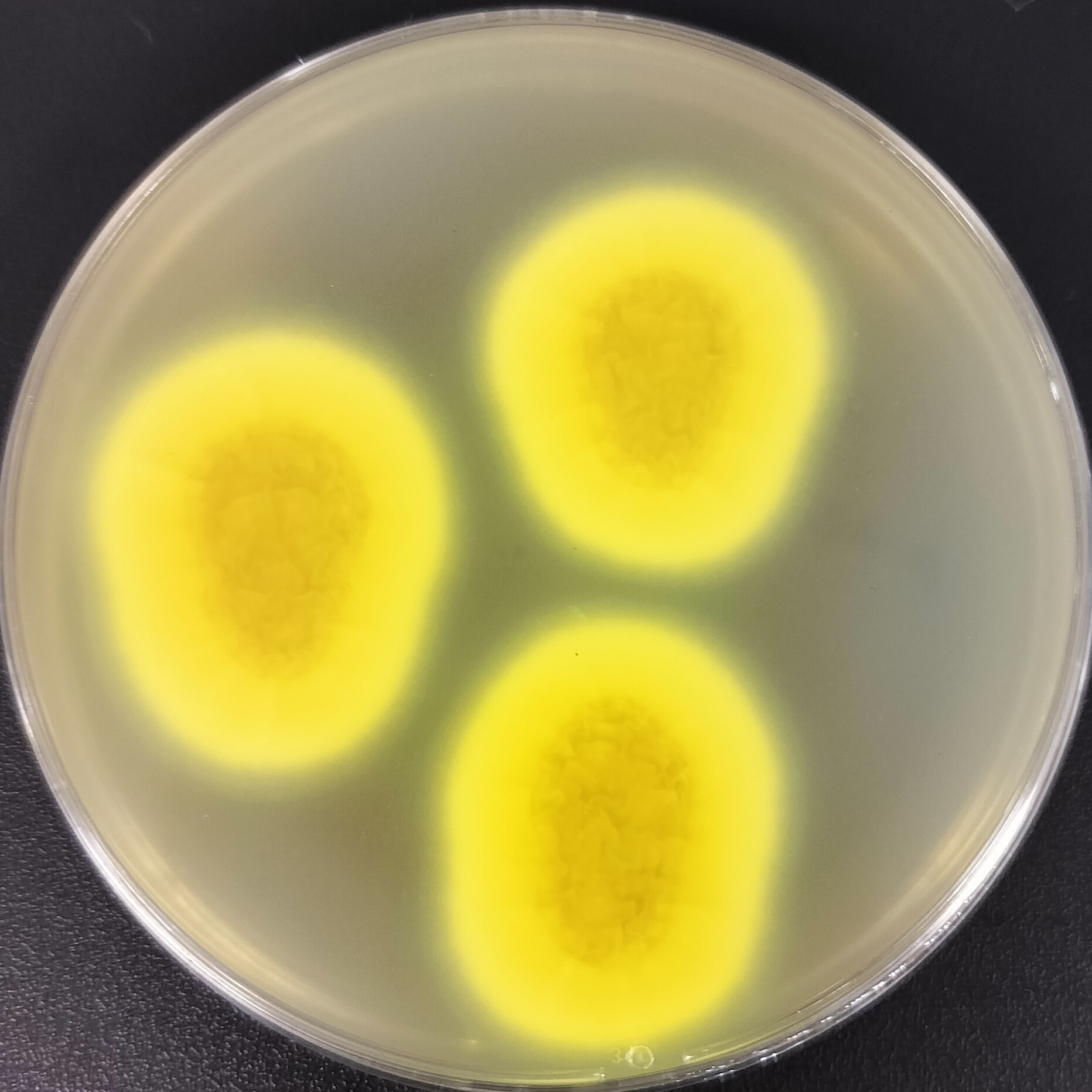 Aspergillus udagawae-伟业计量