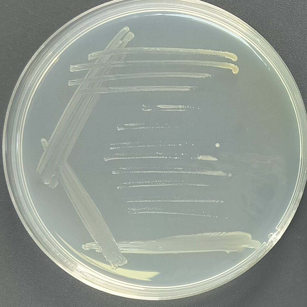 浮游生物栖湖菌-伟业计量