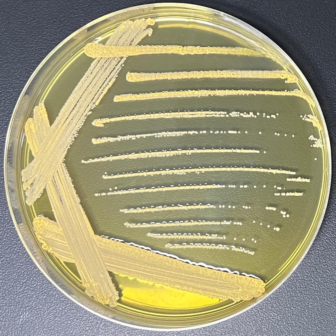 Nocardia noduli-伟业计量
