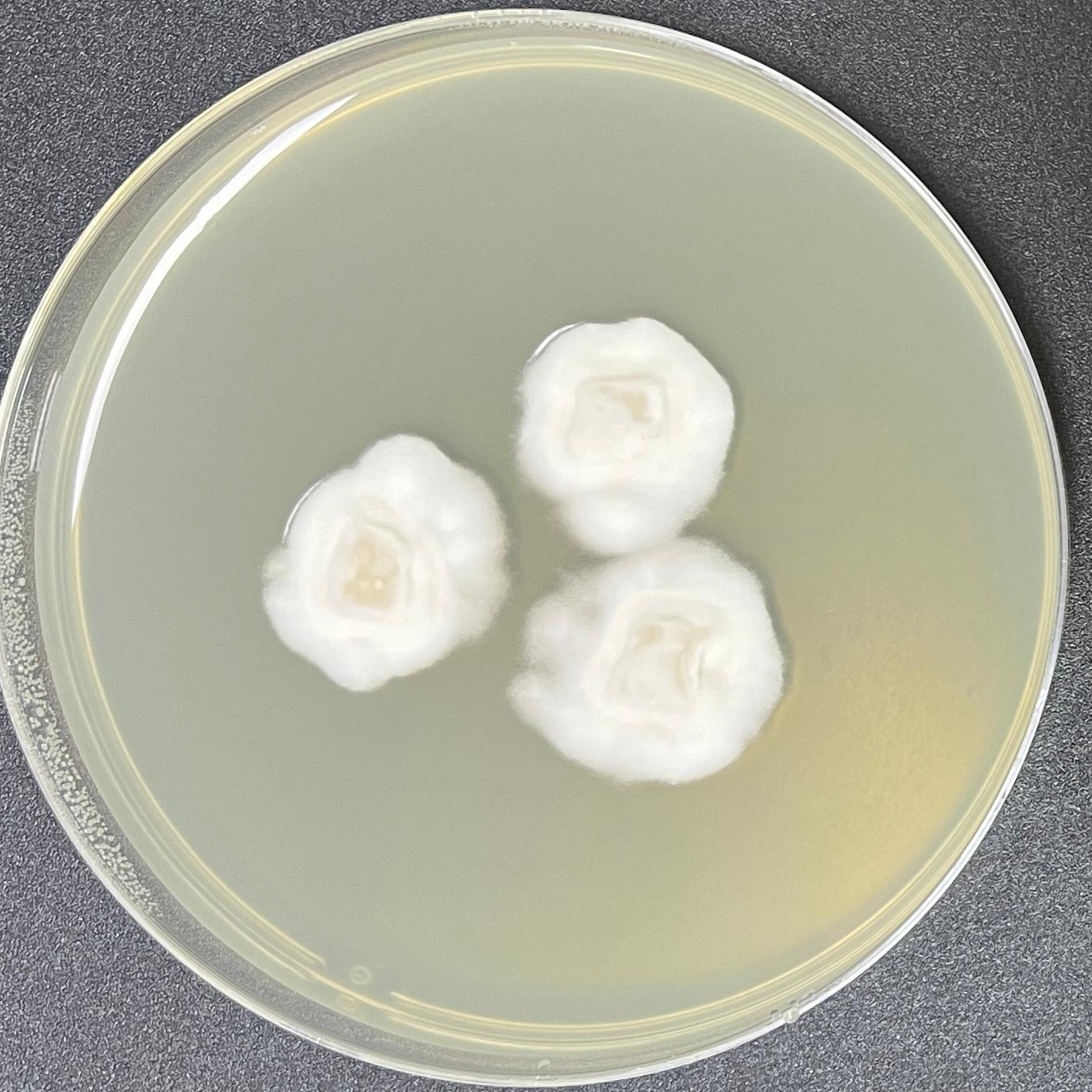 Claviceps oplismeni-伟业计量