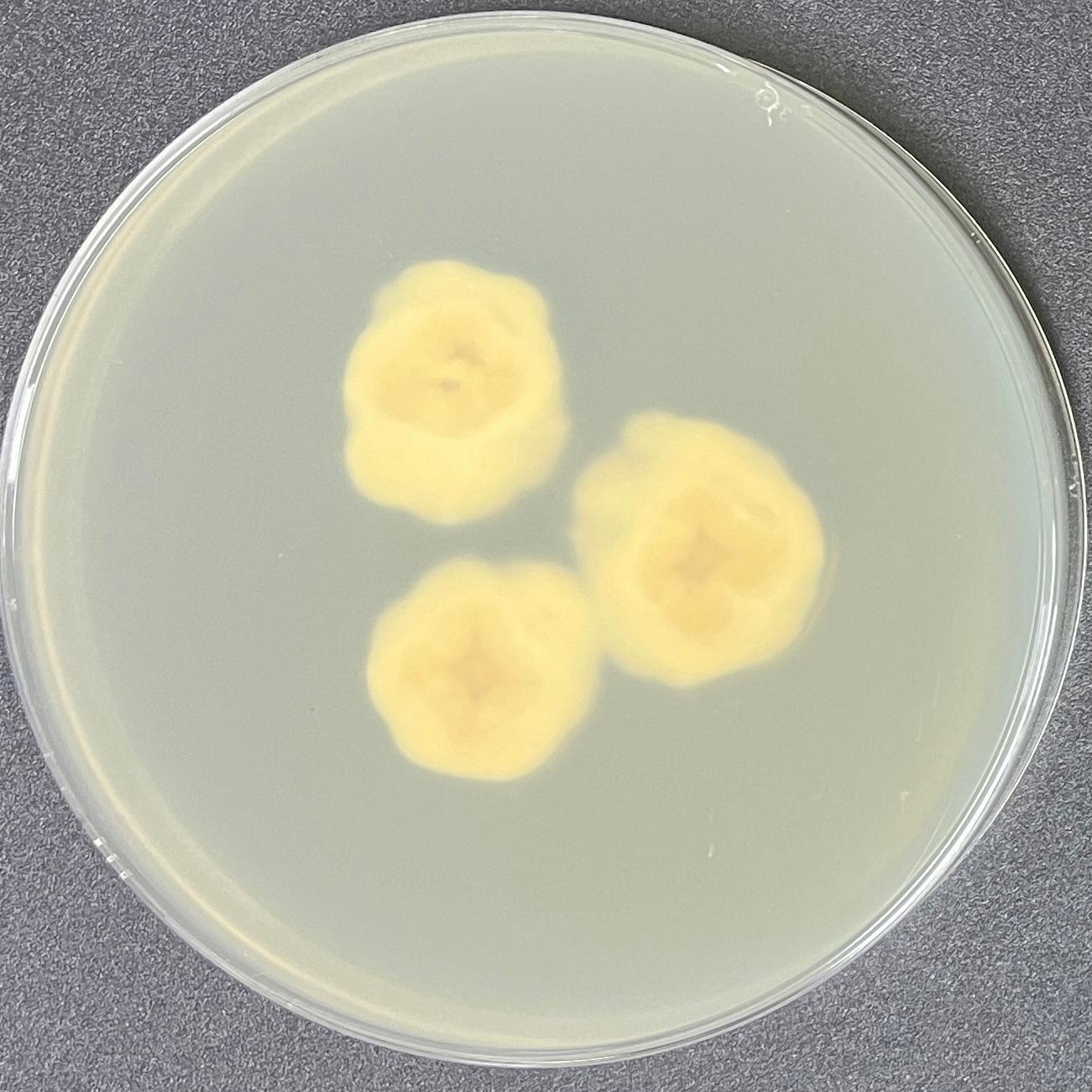Claviceps oplismeni-伟业计量
