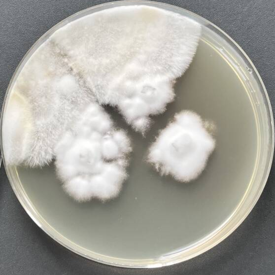 Claviceps miscanthicola-伟业计量