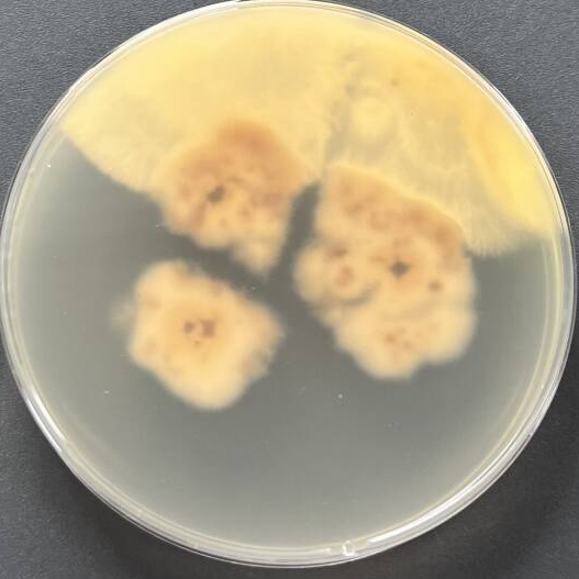 Claviceps miscanthicola-伟业计量