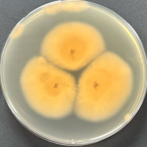 Claviceps kawatanii-伟业计量